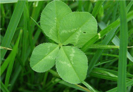 『clover様　オーダー出品ページ』 Frost Seeding of Clovers – The Alliance for Grassland Renewal